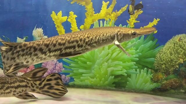 Cá Sấu Hoả Tiễn màu đẹp size 50cm. Mua bán Thú cưng khác tại Huyện Củ Chi Tp Hồ Chí Minh được đăng bởi Le Vinh Dat hình 1