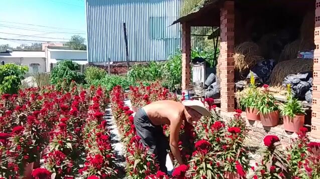 Hoa cảnh mồng gà Tết Vàng Đỏ. Mua bán Cây cảnh, đồ trang trí tại Thị xã Tân Uyên Bình Dương được đăng bởi Nguyễn Hải Đăng hình 1