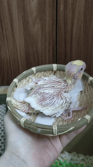 Chim chào mào non trống 2 tháng khỏe mạnh. Mua bán Chim tại Quận Hai Bà Trưng Hà Nội được đăng bởi Shop chim cảnh hình 1
