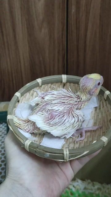 Chim chào mào non trống 2 tháng khỏe mạnh. Mua bán Chim tại Quận Hai Bà Trưng Hà Nội được đăng bởi Shop chim cảnh hình 1