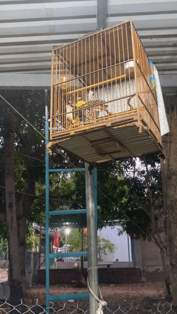Ko có thời gian chăm sóc để lại cho ae nào chơi. Mua bán Chim tại Quận Liên Chiểu Đà Nẵng được đăng bởi Nguyễn Thị nga hình 1