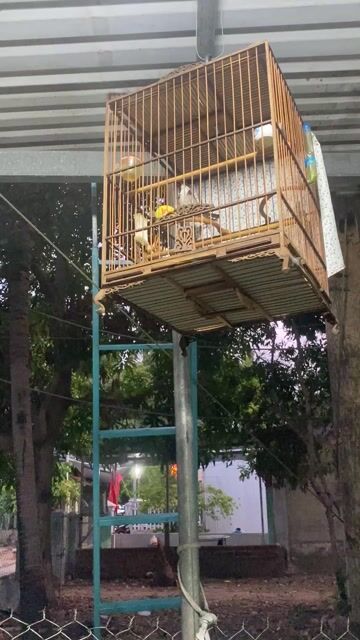 Ko có thời gian chăm sóc để lại cho ae nào chơi. Mua bán Chim tại Quận Liên Chiểu Đà Nẵng được đăng bởi Nguyễn Thị nga hình 1