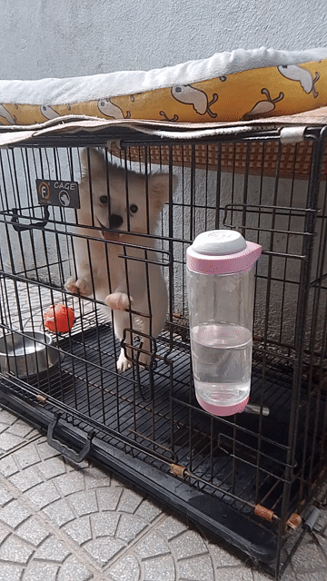 Chó Phốc Sóc 6 tháng đã tiêm. Mua bán Chó tại Thành phố Huế Thừa Thiên Huế được đăng bởi Nguyenduy Binh hình 1