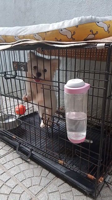 Chó Phốc Sóc 6 tháng đã tiêm. Mua bán Chó tại Thành phố Huế Thừa Thiên Huế được đăng bởi Nguyenduy Binh hình 1