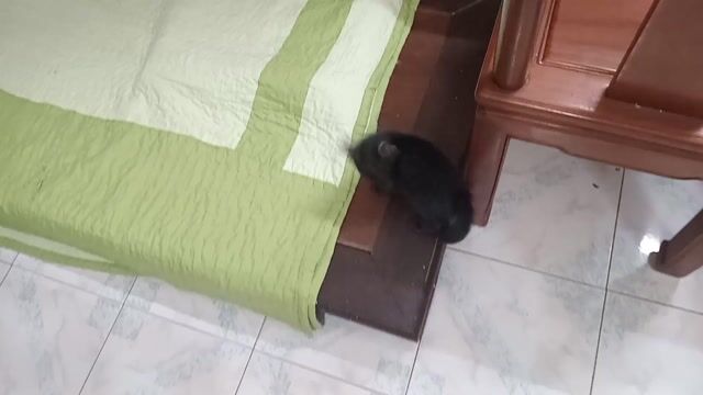 Mèo con đen tuyền (mèo mun) 2 tháng. Mua bán Mèo tại Huyện Thường Tín Hà Nội được đăng bởi Chú Lê hình 1