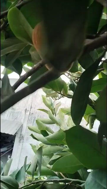 Cây cảnh Hồng Nhung 3m. Mua bán Cây cảnh, đồ trang trí tại Thành phố Vĩnh Long Vĩnh Long được đăng bởi Cửa nhôm cao cấp hình 1