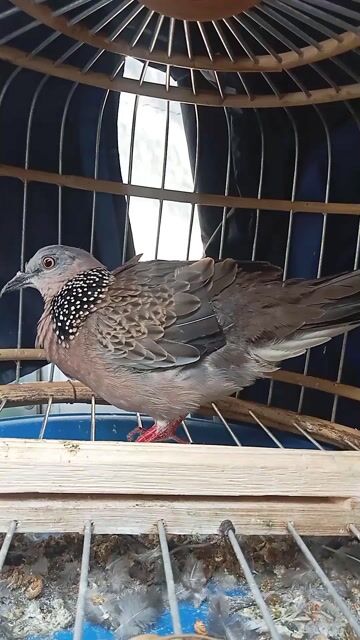 Chim Cu gáy trống 12 tháng. Mua bán Chim tại Quận 12 Tp Hồ Chí Minh được đăng bởi tý hình 1