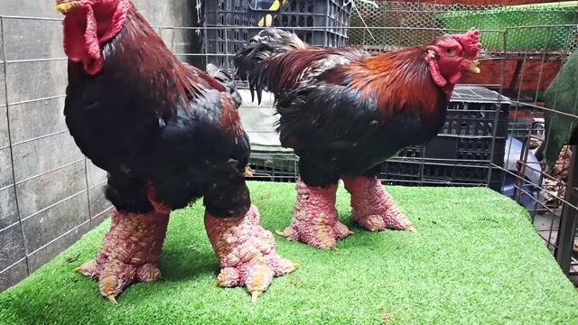 Gà Đông Tảo chân khủng 5,7kg 5,8kg❤️❤️❤️. Mua bán Gà tại Thành phố Thủ Đức Tp Hồ Chí Minh được đăng bởi chuyên cung cấp gà đông tảo thuần chủng  hình 1