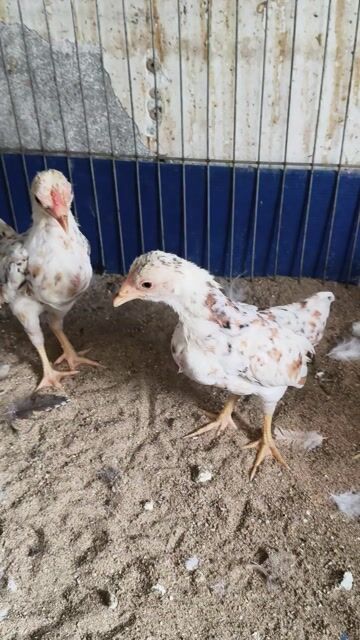 cặp trống mái tre Bắc bông mini. Mua bán Gà tại Quận 12 Tp Hồ Chí Minh được đăng bởi Gà Kiểng Sài Gòn  hình 1