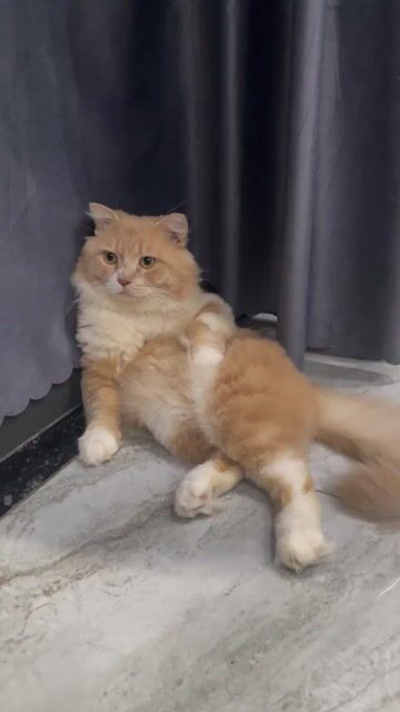 Nhận phối giống mèo Ald Thủ Đức. Mua bán Mèo tại Thành phố Thủ Đức Tp Hồ Chí Minh được đăng bởi Thu Trang hình 1