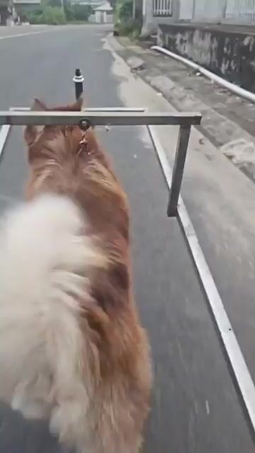 Chó alaska. Mua bán Chó tại Huyện Thoại Sơn An Giang được đăng bởi Hung hình 1