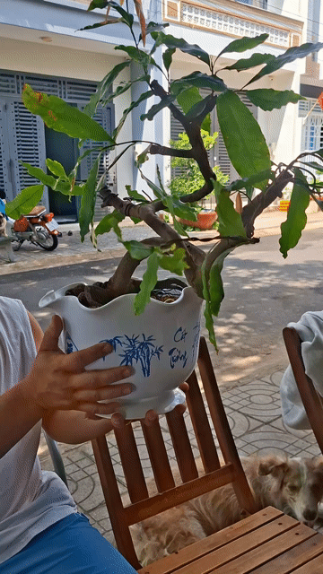 Cây cảnh Mai vàng Bonsai Mini. Mua bán Cây cảnh, đồ trang trí tại Thành phố Bà Rịa Bà Rịa - Vũng Tàu được đăng bởi Tuấn  hình 1