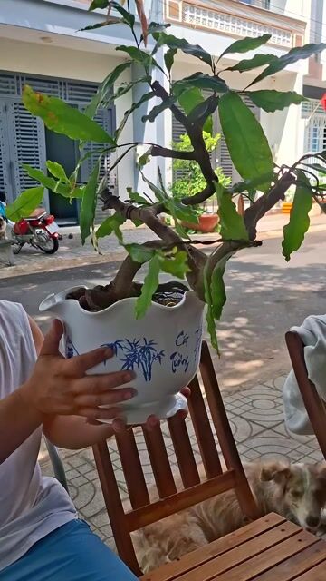 Cây cảnh Mai vàng Bonsai Mini. Mua bán Cây cảnh, đồ trang trí tại Thành phố Bà Rịa Bà Rịa - Vũng Tàu được đăng bởi Tuấn  hình 1
