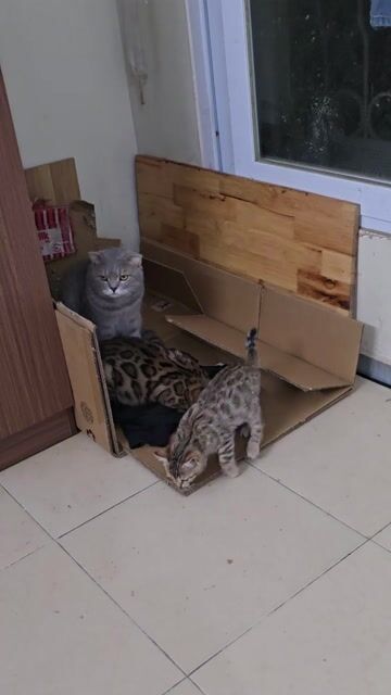 Mèo Bengal lai Anh lông ngắn cái 2 tháng. Mua bán Mèo tại Quận Hai Bà Trưng Hà Nội được đăng bởi Huệ Xinh hình 1