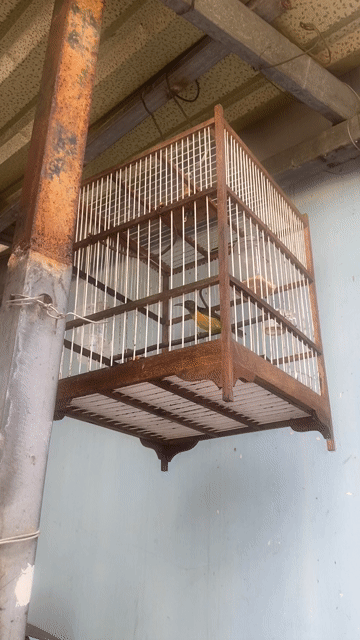 Chim sâu 1 năm. Mua bán Chim tại Huyện Hóc Môn Tp Hồ Chí Minh được đăng bởi trần hảo hình 1