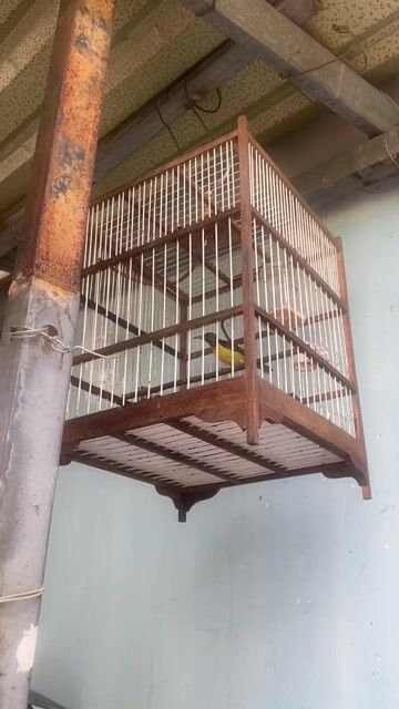 Chim sâu 1 năm. Mua bán Chim tại Huyện Hóc Môn Tp Hồ Chí Minh được đăng bởi trần hảo hình 1