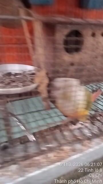 Chim Vẹt Đực Cái. Mua bán Chim tại Huyện Củ Chi Tp Hồ Chí Minh được đăng bởi Nhat nam hình 1