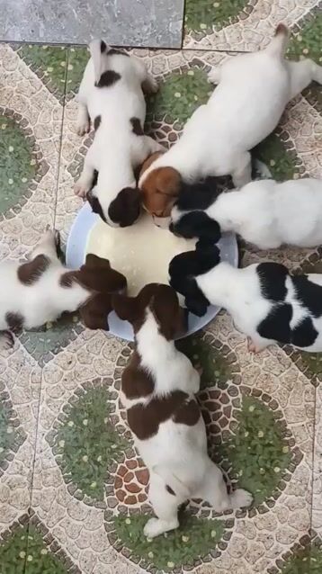 ĐÀN CÚN LAI NHẬT. Mua bán Chó tại Huyện Long Thành Đồng Nai được đăng bởi minh chiến lê hình 1