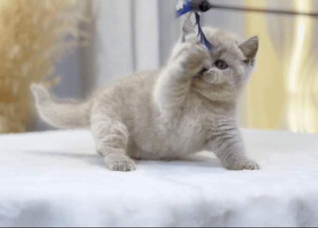 Mèo Munchkin cái Lillac lông dày. Mua bán Mèo tại Thành phố Thủ Đức Tp Hồ Chí Minh được đăng bởi Âu Minh Huy hình 1