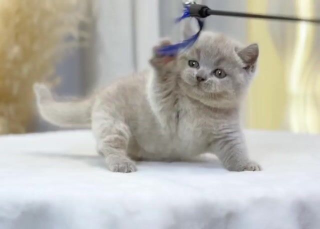 Mèo Munchkin cái Lillac lông dày. Mua bán Mèo tại Thành phố Thủ Đức Tp Hồ Chí Minh được đăng bởi Âu Minh Huy hình 1