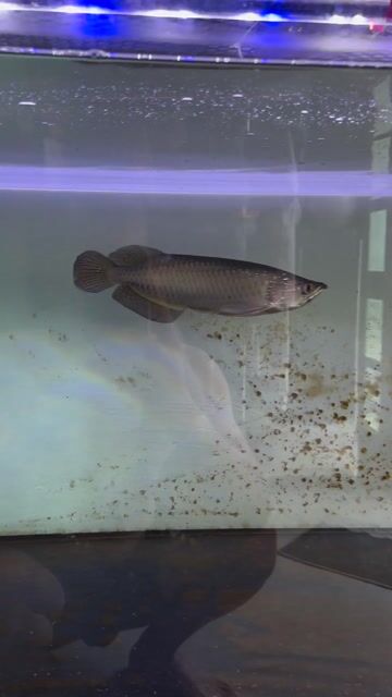 Cần đi nhanh em Kim Long Úc. size 30. Mua bán Thú cưng khác tại Quận Phú Nhuận Tp Hồ Chí Minh được đăng bởi NGUYEN MINH HAU hình 1