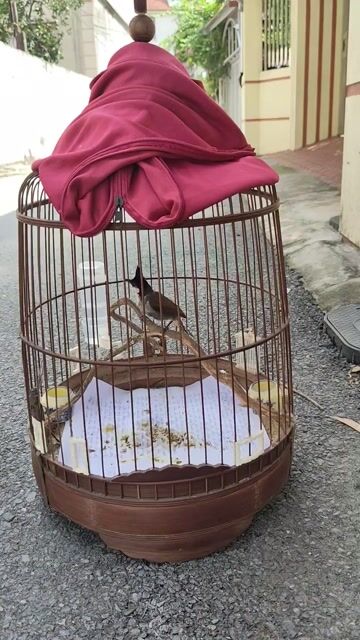 Chim cảnh má đỏ yếm khít mào dày thay lông. Mua bán Chim tại Quận Bắc Từ Liêm Hà Nội được đăng bởi nguyễn văn hiếu hình 1