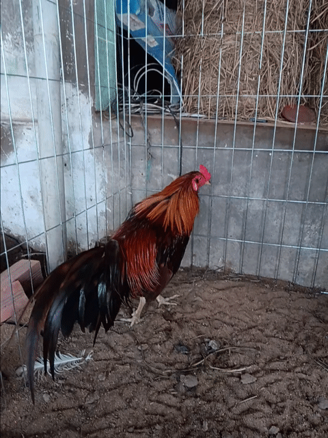 Gà khét tơ zin 2k9. Mua bán Gà tại Huyện Thạnh Phú Bến Tre được đăng bởi thành vinh hình 1