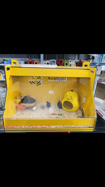 Gà Rutin mini nhỏ nhất thế giới tại Đà Nẵng. Mua bán Gà tại Quận Thanh Khê Đà Nẵng được đăng bởi Mr. Dinh hình 1