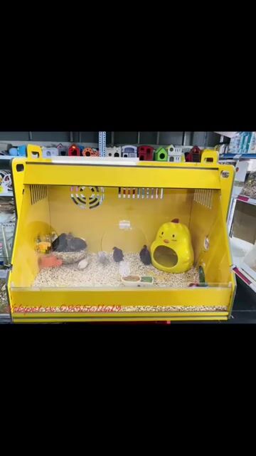 Gà Rutin mini nhỏ nhất thế giới tại Đà Nẵng. Mua bán Gà tại Quận Thanh Khê Đà Nẵng được đăng bởi Mr. Dinh hình 1