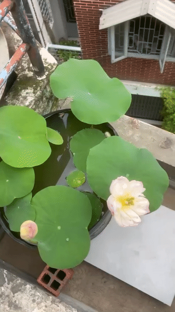 Hoa sen Camellia Hồng nhạt. Mua bán Cây cảnh, đồ trang trí tại Quận 8 Tp Hồ Chí Minh được đăng bởi Chung hình 1
