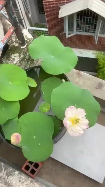 Hoa sen Camellia Hồng nhạt. Mua bán Cây cảnh, đồ trang trí tại Quận 8 Tp Hồ Chí Minh được đăng bởi Chung hình 1