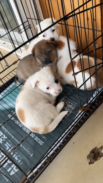 Chó Nhật lai Phốc Mini. Mua bán Chó tại Thành phố Buôn Ma Thuột Đắk Lắk được đăng bởi Khoa hình 1