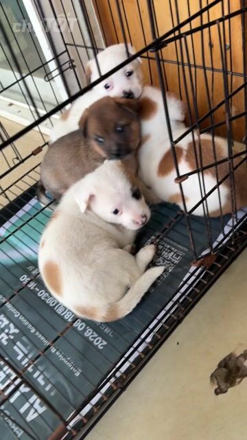 Chó Nhật lai Phốc Mini. Mua bán Chó tại Thành phố Buôn Ma Thuột Đắk Lắk được đăng bởi Khoa hình 1