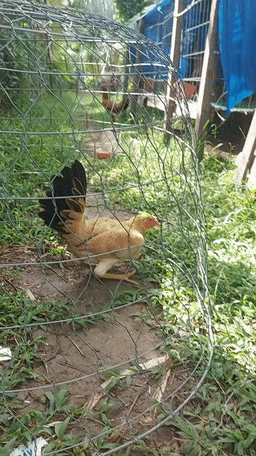 Gà mái khét chân xanh 2.1kg. Mua bán Gà tại Huyện Thủ Thừa Long An được đăng bởi Vũ Đinh  hình 1