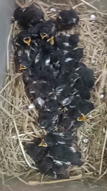 choè đất non Gia Lai. Mua bán Chim tại Quận 5 Tp Hồ Chí Minh được đăng bởi chim cảnh  hình 1