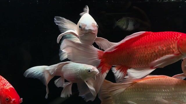 Thanh lý chép phi tần. Mua bán Thú cưng khác tại Quận Bình Tân Tp Hồ Chí Minh được đăng bởi Hùng hình 1