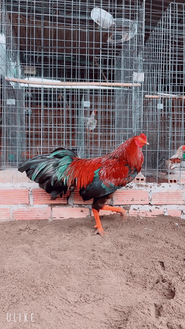 Gà trống tơ zin đỏ xanh que 2.6kg. Mua bán Gà tại Thành phố Sa Đéc Đồng Tháp được đăng bởi Trại gà TH hình 1