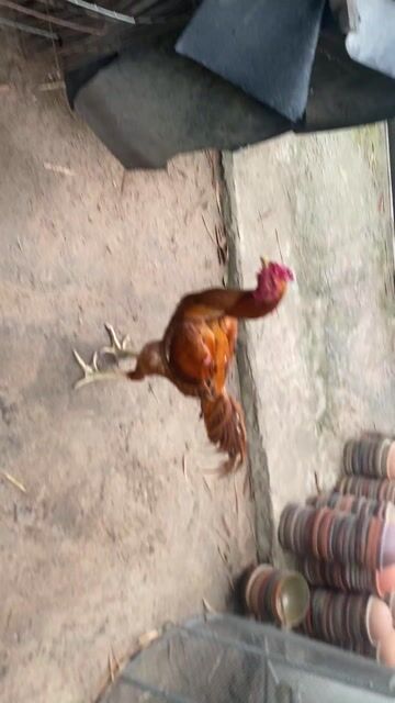 Gà Mỹ chọi Ấn Độ 4.5kg. Mua bán Gà tại Thị xã Bến Cát Bình Dương được đăng bởi Vương Tài hình 1