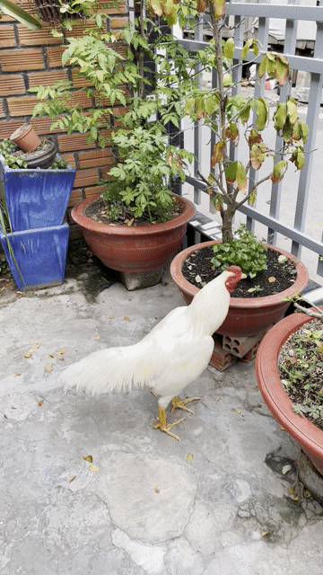 Thái Mỹ - Gà 3kg. . Tay Găn Lực. . Long Mới. Mua bán Gà tại Thị xã Tân Châu An Giang được đăng bởi DUY An Giang hình 1