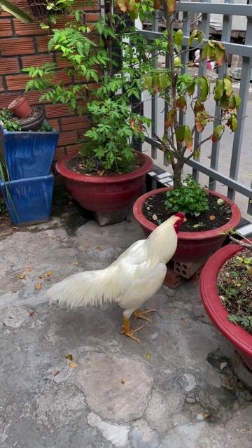 Thái Mỹ - Gà 3kg. . Tay Găn Lực. . Long Mới. Mua bán Gà tại Thị xã Tân Châu An Giang được đăng bởi DUY An Giang hình 1