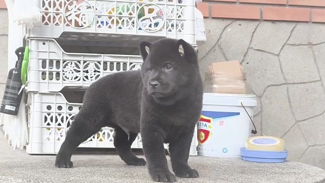 Chó Mông Cộc Đực Đen Vip + Lưỡi Đen (Chuẩn Giống). Mua bán Chó tại Quận Gò Vấp Tp Hồ Chí Minh được đăng bởi Shop SH Và Chó Cộc Sài Gòn hình 1