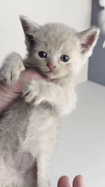 Mèo British Shorthair đực màu Lilac. Mua bán Mèo tại Quận Cái Răng Cần Thơ được đăng bởi Võ Minh Thuận hình 1