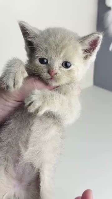 Mèo British Shorthair đực màu Lilac. Mua bán Mèo tại Quận Cái Răng Cần Thơ được đăng bởi Võ Minh Thuận hình 1