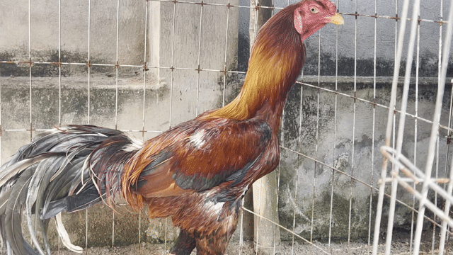 Gà Asil Ấn Độ trống 8 tháng Nâu đỏ. Mua bán Gà tại Huyện Giồng Riềng Kiên Giang được đăng bởi minh luận hình 1