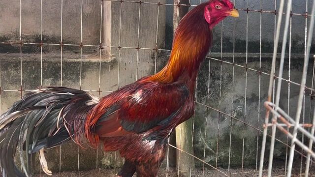 Gà Asil Ấn Độ trống 8 tháng Nâu đỏ. Mua bán Gà tại Huyện Giồng Riềng Kiên Giang được đăng bởi minh luận hình 1