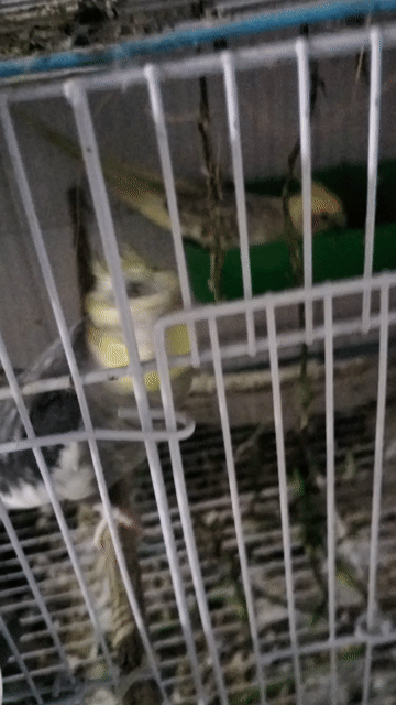Vẹt Cockatiel Vàng Xám. Mua bán Chim tại Thành phố Thủ Đức Tp Hồ Chí Minh được đăng bởi Quốc HUY hình 1