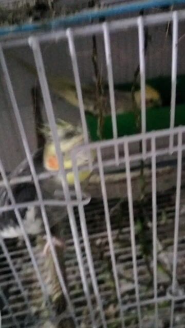 Vẹt Cockatiel Vàng Xám. Mua bán Chim tại Thành phố Thủ Đức Tp Hồ Chí Minh được đăng bởi Quốc HUY hình 1