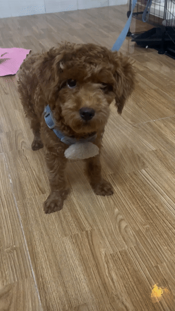 Chó Poodle Nâu Dưới 4 tháng Đã tiêm ngừa. Mua bán Chó tại Thị xã Bến Cát Bình Dương được đăng bởi Popu Pi hình 1