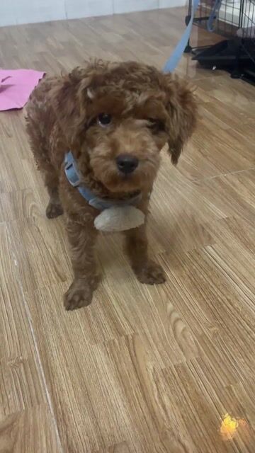 Chó Poodle Nâu Dưới 4 tháng Đã tiêm ngừa. Mua bán Chó tại Thị xã Bến Cát Bình Dương được đăng bởi Popu Pi hình 1