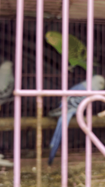 cap chim hl tơ. Mua bán Chim tại Huyện Cần Giờ Tp Hồ Chí Minh được đăng bởi hieu  hình 1